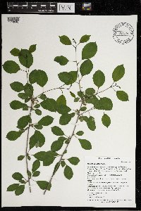 Rhamnus cathartica image