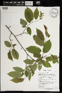 Carpinus caroliniana image