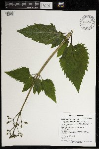 Scrophularia lanceolata image