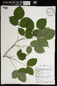 Staphylea trifolia image
