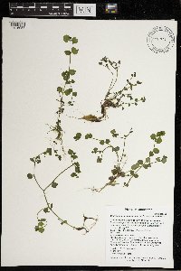 Chrysosplenium americanum image