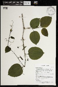 Smilax tamnoides image