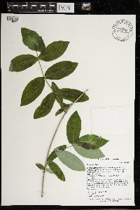 Lonicera dioica image