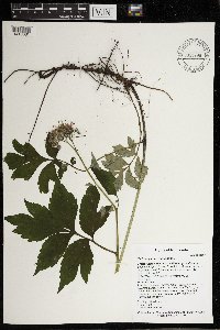 Hydrophyllum virginianum image