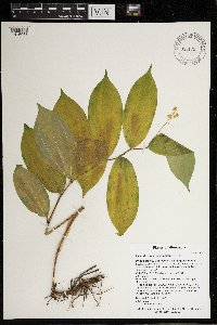 Maianthemum racemosum image