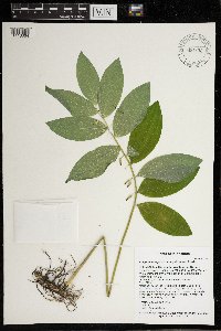 Polygonatum pubescens image