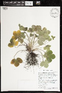 Anemone americana image