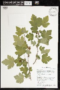 Ribes cynosbati image