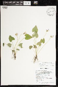 Viola missouriensis image