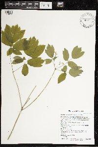 Caulophyllum thalictroides image