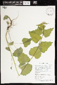 Alliaria petiolata image