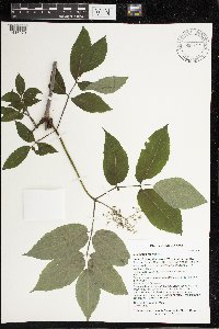 Sambucus racemosa image