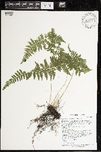 Cystopteris bulbifera image