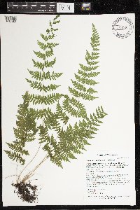 Cystopteris bulbifera image