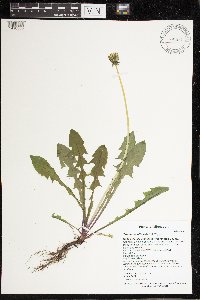 Taraxacum officinale image