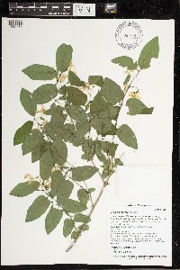 Lonicera morrowii image