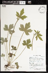 Ranunculus recurvatus image