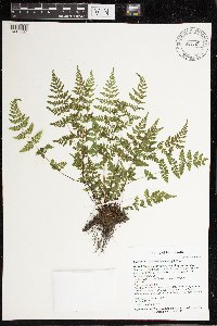 Cystopteris tenuis image