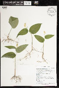 Maianthemum canadense image