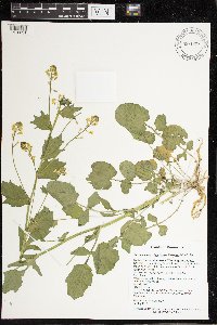 Barbarea vulgaris image