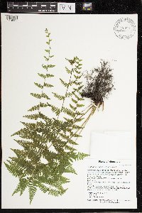 Cystopteris bulbifera image