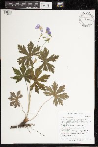 Geranium maculatum image