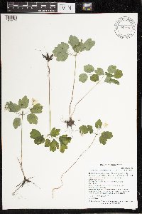 Thalictrum thalictroides image