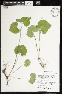 Viola pubescens image