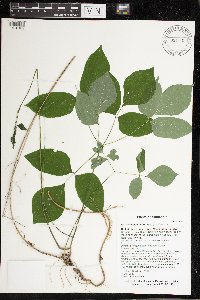 Hylodesmum nudiflorum image