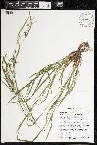 Carex grisea image