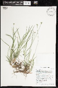 Carex peckii image