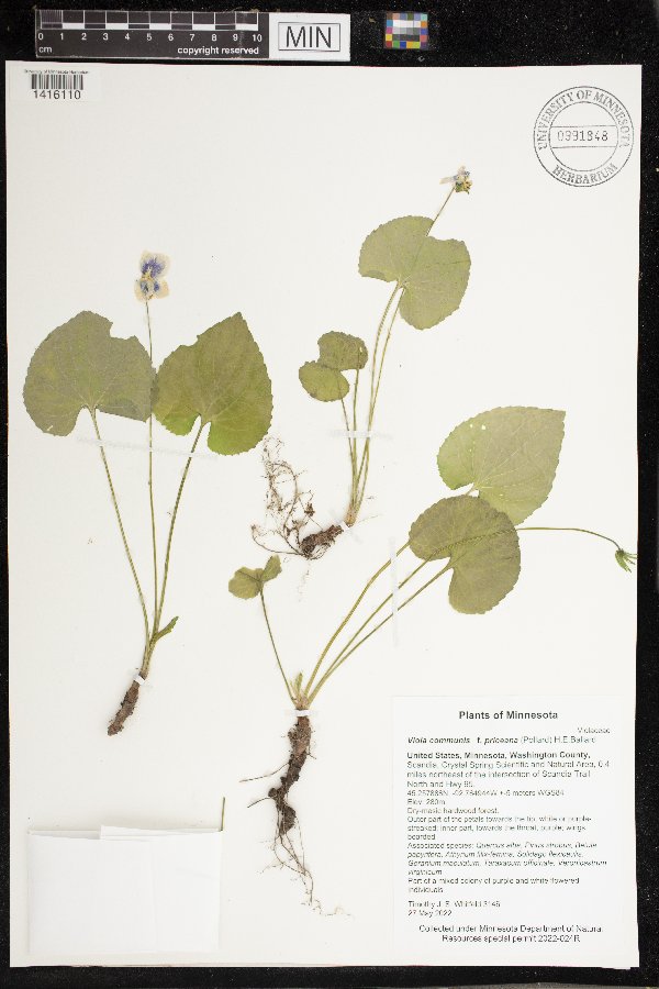 Viola communis image