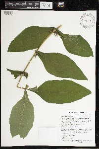 Triosteum perfoliatum image