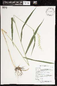 Elymus hystrix image