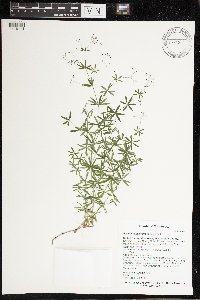 Galium concinnum image