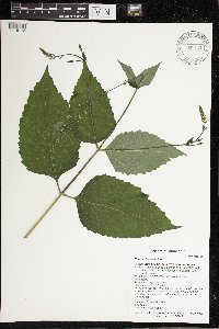 Phryma leptostachya image