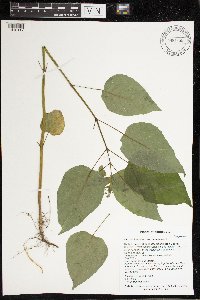 Circaea canadensis subsp. canadensis image