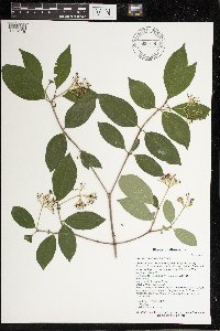 Cornus racemosa image