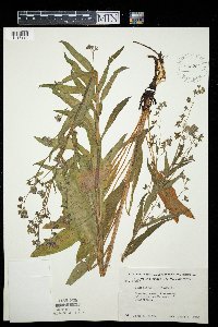 Cynoglossum officinale image