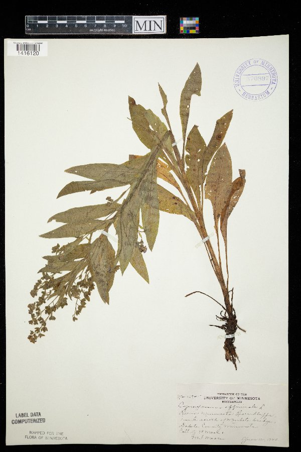 Cynoglossum officinale image