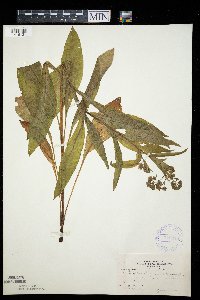 Cynoglossum officinale image