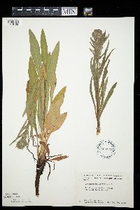 Cynoglossum officinale image