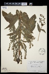 Cynoglossum officinale image