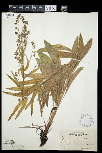 Cynoglossum officinale image