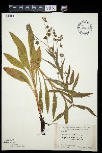 Cynoglossum officinale image