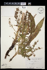 Cynoglossum officinale image