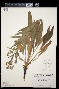 Cynoglossum officinale image