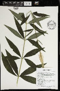 Veronicastrum virginicum image