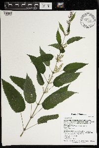 Urtica dioica image
