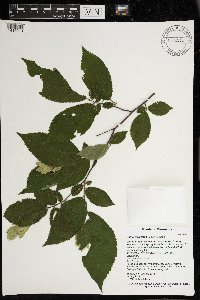 Ostrya virginiana image